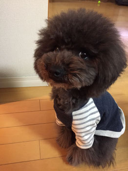 ドックサロンあん