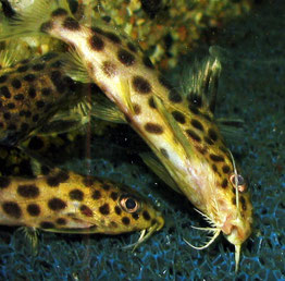 Synodontis multipunctatus