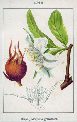 Die Mispel (Mespilus germanica) | Illustration aus: Jakob Sturm "Deutschlands Flora"