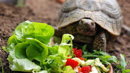 Bild von unserer Schildkröte Mampfredi