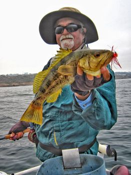 Typical Kelp or "Calico" Bass