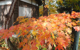 紅葉したもみじ