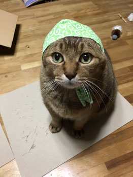 生徒さんの猫ちゃん再登場