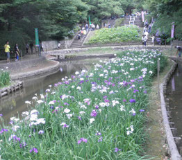 夜宮公園　2018/6/10　とばた菖蒲まつり