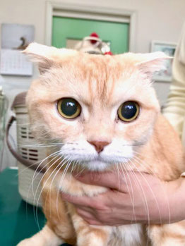 マオくんのつぶやき（ぼやき？）/長谷川動物病院