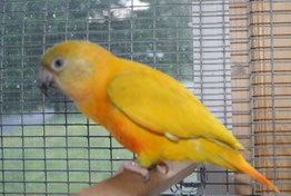 DEC (Dark Eye Clear)  Poicepalus senegalus (Mohrenkopfpapagei) 