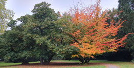 Castanea sativa & Parrotia persica 