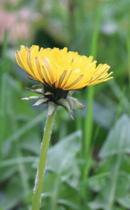 Les Plantes dans tous les sens-Pissenlit en fleur