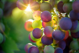 une grappe de raisin sur un cep de vigne au soleil par coach canin 16 educateur canin en charente