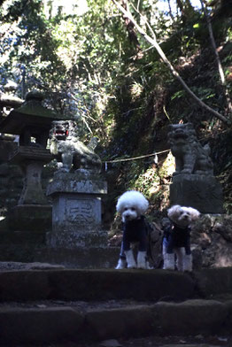 犬連れ ワークショップ 杏こま