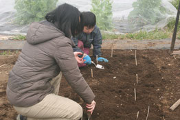 親切丁寧な農業指導。オーガニッじゃがいもの種芋植付体験。