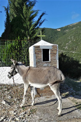 Esel, Albanien