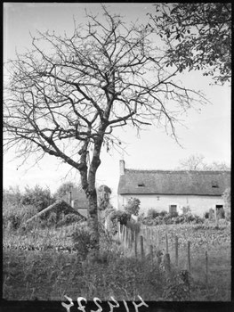 "Ferme traditionnelle sous l’Occupation (1941), monde rural, arbre au premier plan, vie rurale en France occupée, marçon, sarthe"..