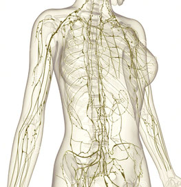 Das menschliche Lymphysystem
