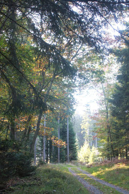 auf dem Hahnenfalzweg