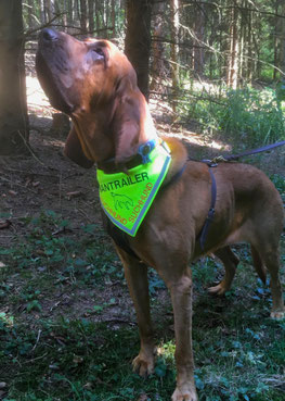 Mantrailing, Mantrailerhund, Mantrailer, Fährtenhund, Halstuch, textilfashion.de