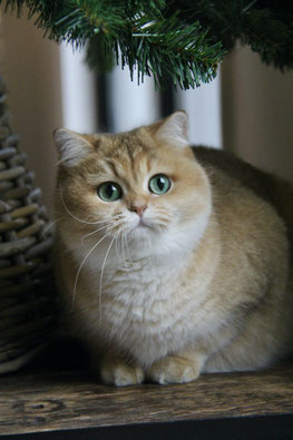 Black golden shaded Brits Korthaar poes Keomi van Cattery My‑O‑My in Apeldoorn