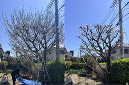 町田市で剪定する植木屋「纏造園」