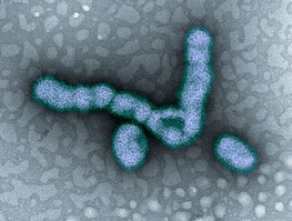 fragment du virus de la grippe A/H1N1.