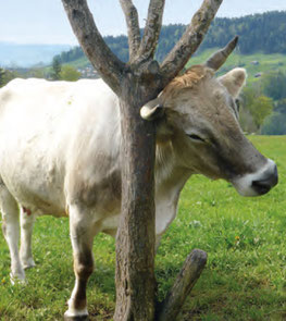 SCHURR cow-brush