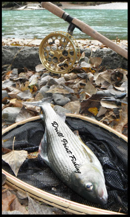 Drill Point Fishing Onlineshop Unterkategorie Angelrollen, Produktangebot Wenderollen, usw. Jetzt eine Wende-Laufrolle günstig online kaufen!