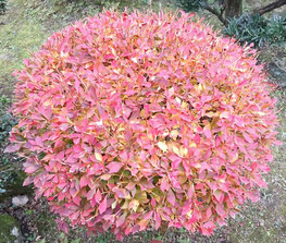 可児の隠れ家エステ「心美」で見る紅葉