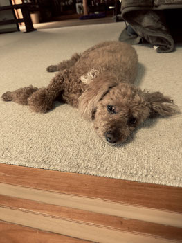 暑くて寝そべりながら横目でじろりと見ている愛犬ラッキー