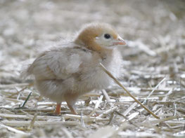 Bio Brüterei - Bio Küken - Bio geflügelhof Südbrock