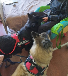 Douces et équilibrées deux chiennes sont brevetées Chien Visiteur de la *CNEAC, et visitent les personnes âgées