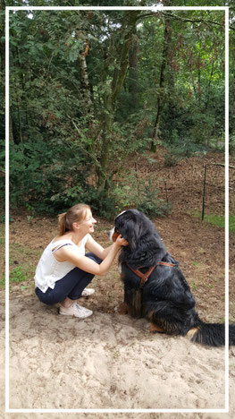 Gedragsconsultatie  hond Berner Sennen  Yhindhi