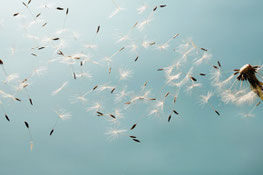 www.ronaldosephius.nl dandelion paardenbloem blauw lucht wegwaaiende zaden Bewust Groeien vanuit Innerlijke Kracht!