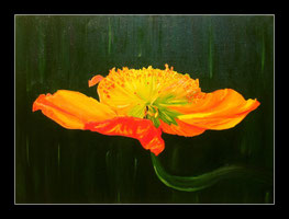 Mohn in Öl 50 x 70