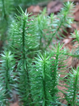 Lycopodium annotinum, Vosges (photo ugo)