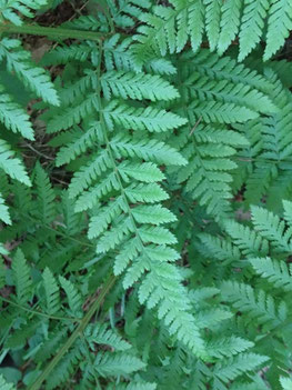 Dryopteris dilatata, Vosges centrales (photo ugo)