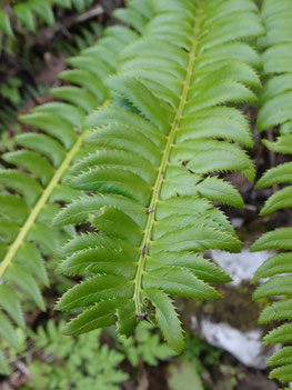 Polystichum lonchitis, Haut-Jura (photo ugo)