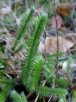 Lycopodium clavatum, Vosges (photo ugo)