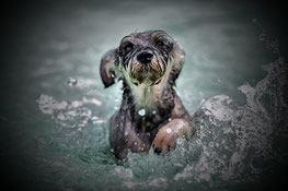 chien dans l'eau par coach canin 16, votre éducateur canin en Charente