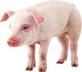cochon  image  transparent  png pour illustration ecole montessori
