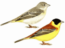 http://www.avibirds.com