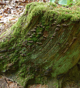 Rotbrauner Borstenscheibling (Hymenochaete rubiginosa)