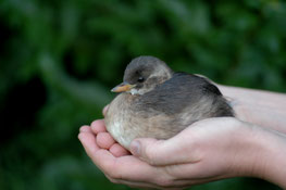 Foto: NABU / Daniel Schmidt