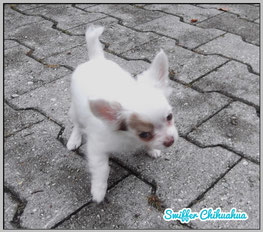 Chi-Love.de | Der 1. Spaziergang mit Deinem Chihuahua-Welpen | Foto: Swiffer Chihuahua 