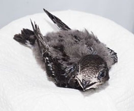 Foto: Mauerseglerklinik