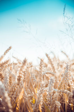 Foto: David Becker @ Unsplash