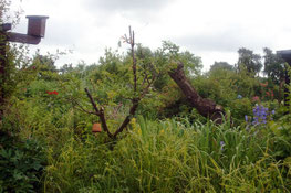 Ein Garten mit Unterschlupf für Tiere