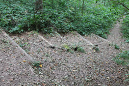 Treppe im Wald