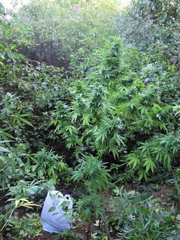 Hanf Cannabis Guerilla Growing, Outdoor hanfanbau