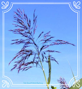 Grasblüte in Adendorf (Lüneburger Heide), Ilona M. Schütt, www.basenfasten-hamburg.net
