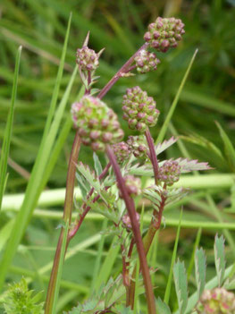 Kleiner Wiesenknopf