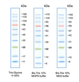 Proteinleiter, protein ladder